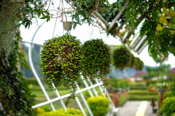 Hanging ornamental plants with lush green foliage displayed in a garden walkway, creating a refreshing, natural atmosphere in a tropical outdoor setting.