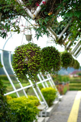 Close-up of hanging ornamental plants with cascading green leaves in a well-maintained garden walkway, ideal for natural lifestyle, gardening, and outdoor themes.