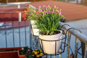 flowers in pots on the balcony. garden and flower care. Hobbies and Leisure