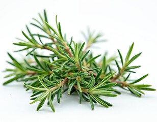 Fresh rosemary branches against white background. Bunch of green leaves herbs isolated. Aromatic culinary herb used in cooking food. Natural organic seasoning spice.