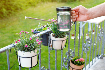 man watering flowers on balcony close-up hobby