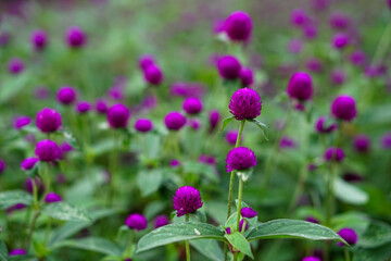 A vibrant close-up of blooming purple globe amaranth (Gomphrena globosa) flowers in a garden, featuring vivid colors and a shallow depth of field for a dreamy effect.
