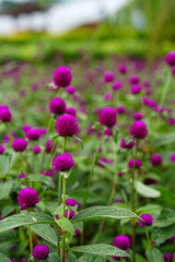A vibrant close-up of blooming purple globe amaranth (Gomphrena globosa) flowers in a garden, featuring vivid colors and a shallow depth of field for a dreamy effect.