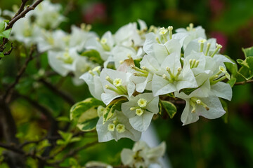 Close-up of white bougainvillea flowers blooming on a branch with soft green leaves and a natural blurred background, showcasing tropical beauty and vibrant garden freshness.