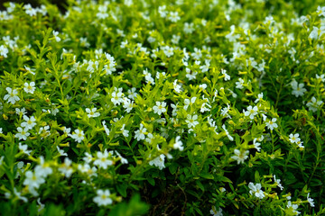 Fototapeta premium Close-up of dense green foliage with small white blooming flowers, creating a vibrant natural texture. Ideal for backgrounds, botanical themes, and eco-friendly landscape designs.