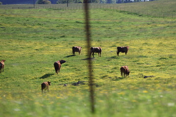 Cows grazing in an open pasture in Tennessee