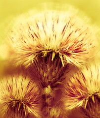 Milk Thistle  (Silybum marianum) Floral vertical  background. Closeup. Nature.