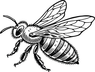 Highly detailed black and white vector illustration of a honey bee, symmetrical top-down view.