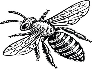 Highly detailed black and white vector illustration of a honey bee, symmetrical top-down view.