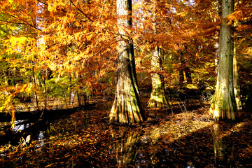 Veduta autunnale del parco naturale protetto dei Tassodi, nei pressi di Sarnico e Paratico, sul...