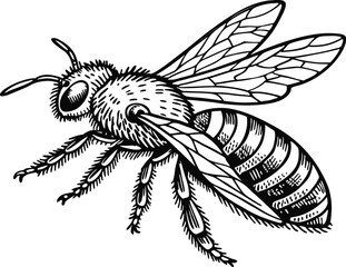 Highly detailed black and white vector illustration of a honey bee, symmetrical top-down view.