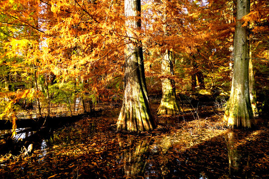 Veduta autunnale del parco naturale protetto dei Tassodi, nei pressi di Sarnico e Paratico, sul lago d'Iseo. Provincia di Bergamo, Lombardia, Italia.