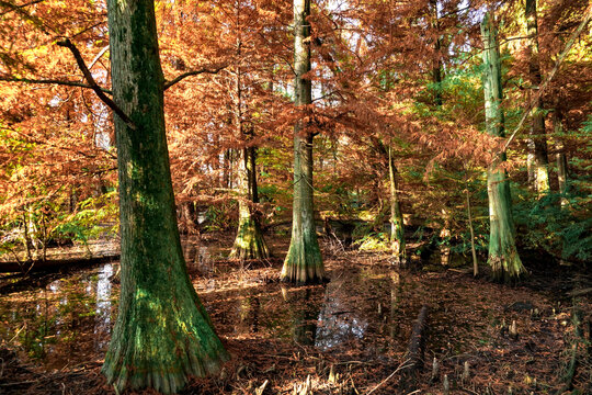 Veduta autunnale del parco naturale protetto dei Tassodi, nei pressi di Sarnico e Paratico, sul lago d'Iseo. Provincia di Bergamo, Lombardia, Italia.