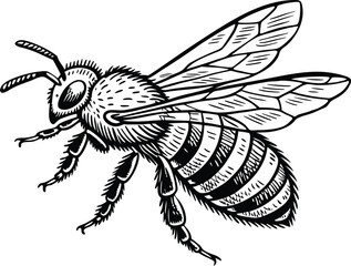 Highly detailed black and white vector illustration of a honey bee, symmetrical top-down view.