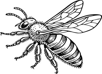 Highly detailed black and white vector illustration of a honey bee, symmetrical top-down view.