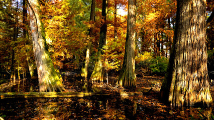 Veduta autunnale del parco naturale protetto dei Tassodi, nei pressi di Sarnico e Paratico, sul...