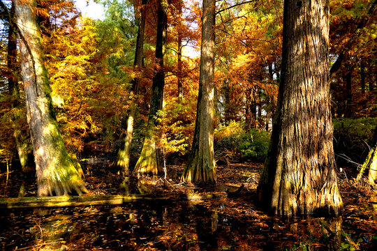 Veduta autunnale del parco naturale protetto dei Tassodi, nei pressi di Sarnico e Paratico, sul lago d'Iseo. Provincia di Bergamo, Lombardia, Italia.