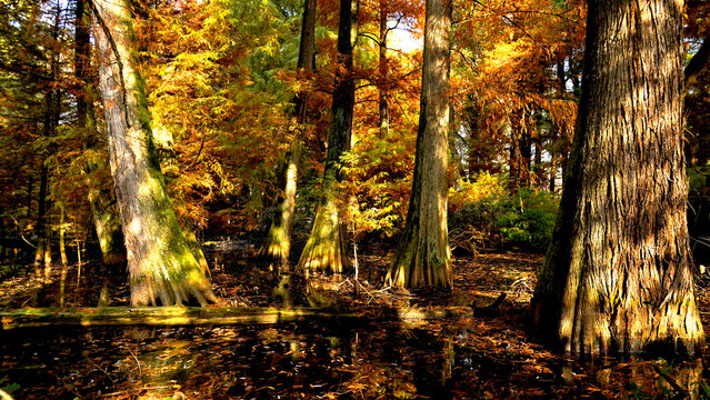 Veduta autunnale del parco naturale protetto dei Tassodi, nei pressi di Sarnico e Paratico, sul lago d'Iseo. Provincia di Bergamo, Lombardia, Italia.