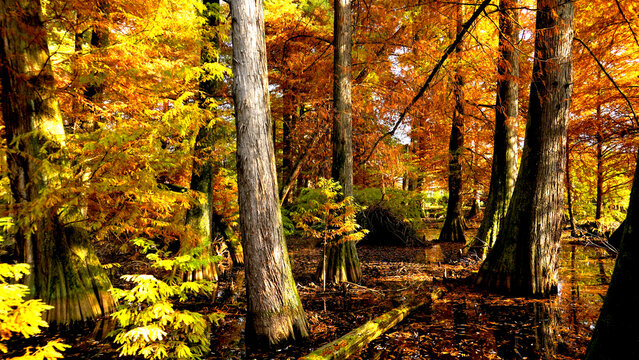 Veduta autunnale del parco naturale protetto dei Tassodi, nei pressi di Sarnico e Paratico, sul lago d'Iseo. Provincia di Bergamo, Lombardia, Italia.