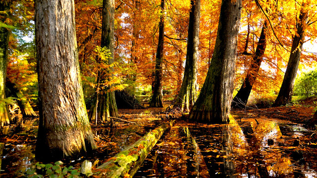 Veduta autunnale del parco naturale protetto dei Tassodi, nei pressi di Sarnico e Paratico, sul lago d'Iseo. Provincia di Bergamo, Lombardia, Italia.