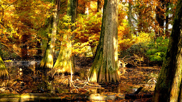 Veduta autunnale del parco naturale protetto dei Tassodi, nei pressi di Sarnico e Paratico, sul lago d'Iseo. Provincia di Bergamo, Lombardia, Italia.