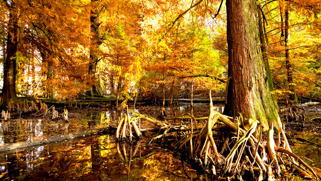 Veduta autunnale del parco naturale protetto dei Tassodi, nei pressi di Sarnico e Paratico, sul lago d'Iseo. Provincia di Bergamo, Lombardia, Italia.