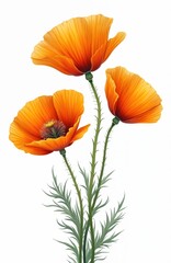 Fototapeta premium Orange California poppies illustration on transparent background. Digital art, perfect for design. Vibrant blooms, green stems, leaves. Spring season. Cheerful floral artwork for print, decoration.