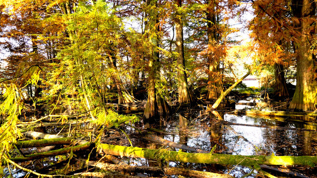 Veduta autunnale del parco naturale protetto dei Tassodi, nei pressi di Sarnico e Paratico, sul lago d'Iseo. Provincia di Bergamo, Lombardia, Italia.