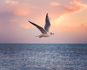 Fototapeta premium A lone seagull soars through the orange sunset sky over the vast ocean