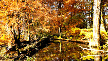 Veduta autunnale del parco naturale protetto dei Tassodi, nei pressi di Sarnico e Paratico, sul lago d'Iseo. Provincia di Bergamo, Lombardia, Italia.