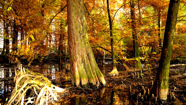 Veduta autunnale del parco naturale protetto dei Tassodi, nei pressi di Sarnico e Paratico, sul lago d'Iseo. Provincia di Bergamo, Lombardia, Italia.