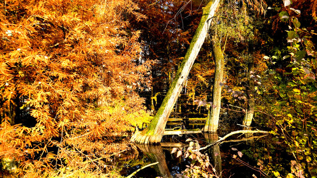 Veduta autunnale del parco naturale protetto dei Tassodi, nei pressi di Sarnico e Paratico, sul lago d'Iseo. Provincia di Bergamo, Lombardia, Italia.