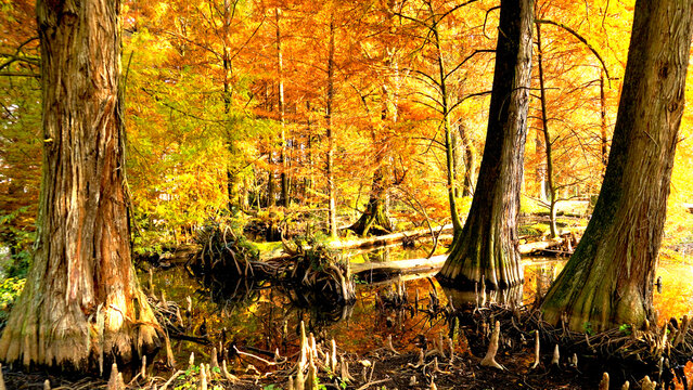 Veduta autunnale del parco naturale protetto dei Tassodi, nei pressi di Sarnico e Paratico, sul lago d'Iseo. Provincia di Bergamo, Lombardia, Italia.