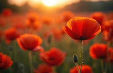 Obraz premium Vivid poppy field in bloom, symbol of remembrance for fallen soldiers, warm summer day. Red flowers, green stems against sunset. Memorial day, war veterans sacrifice, respect and peace concept.