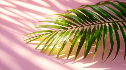 Fototapeta premium Vibrant palm leaf on a soft pink background