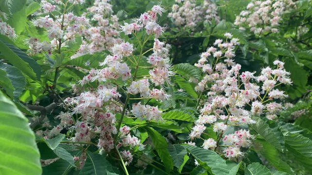 Branch of blossoming Aesculus (horse chestnut) in spring park.