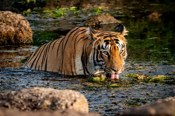 a royal bengal tigress drinking water from a pond in the golden hour of the day at Tadoba National...