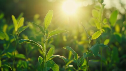 Fototapeta premium Sunrise illuminates vibrant young leaves.
