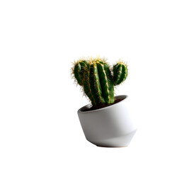 Cactus in a leaning vase pot on isolated transparent background indoor plants