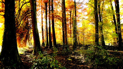 Veduta autunnale del parco naturale protetto dei Tassodi, nei pressi di Sarnico e Paratico, sul lago d'Iseo. Provincia di Bergamo, Lombardia, Italia.