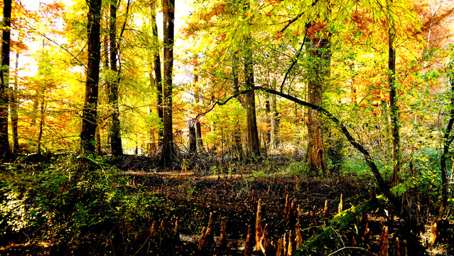 Veduta autunnale del parco naturale protetto dei Tassodi, nei pressi di Sarnico e Paratico, sul lago d'Iseo. Provincia di Bergamo, Lombardia, Italia.