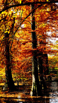 Veduta autunnale del parco naturale protetto dei Tassodi, nei pressi di Sarnico e Paratico, sul lago d'Iseo. Provincia di Bergamo, Lombardia, Italia.