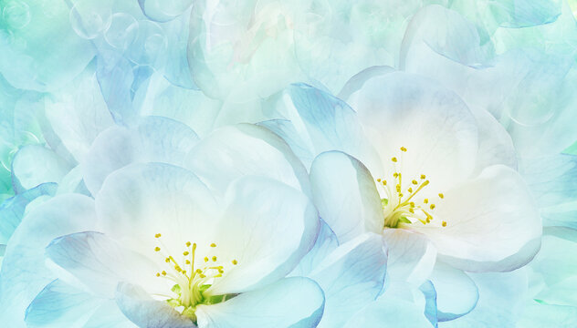 Floral background.  Peoni flower and petals flowers. Close-up.   Nature.