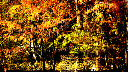 Veduta autunnale del parco naturale protetto dei Tassodi, nei pressi di Sarnico e Paratico, sul...