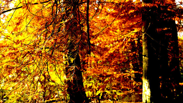 Veduta autunnale del parco naturale protetto dei Tassodi, nei pressi di Sarnico e Paratico, sul lago d'Iseo. Provincia di Bergamo, Lombardia, Italia.