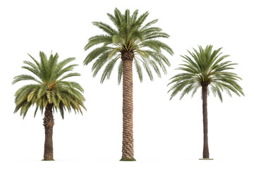 Three Palm Trees on White Ground on Transparent Background