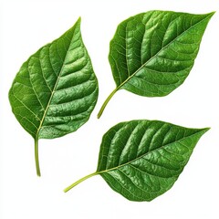 Three Vibrant Green Leaves Isolated on White Background