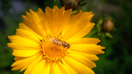 There is a Episyrphus balteatus (hover fly) on the Lance-leaved coreopsis (lanceolata or basalis)