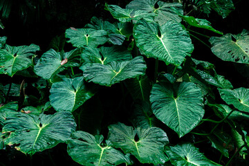 Fondos de pantalla de hojas verdes, texturas naturales