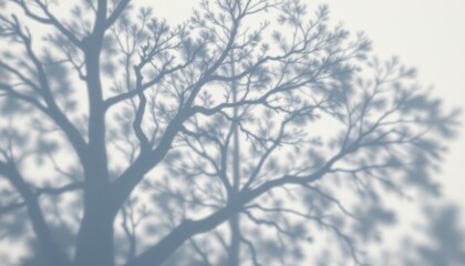 Obraz premium capture a tree shadow on a white wall in the background, with the subject positioned at the top and ample copy space at the bottom for clear visibility.